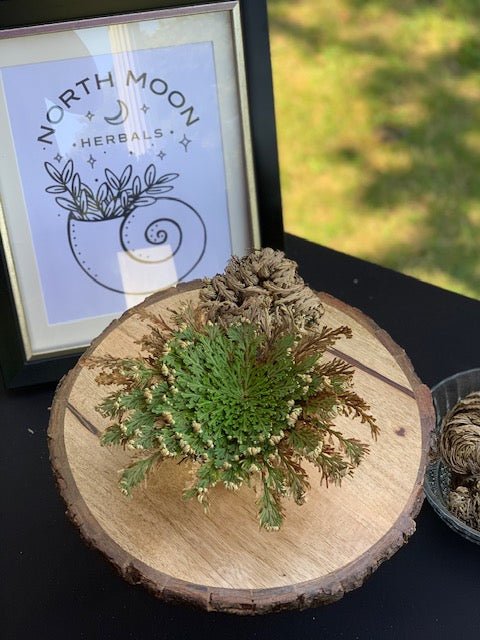 Rose of Jericho - North Moon Herbals