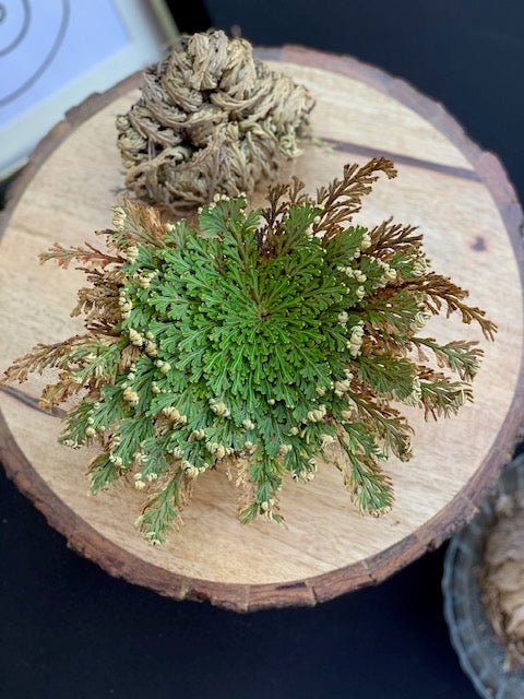 Rose of Jericho - North Moon Herbals